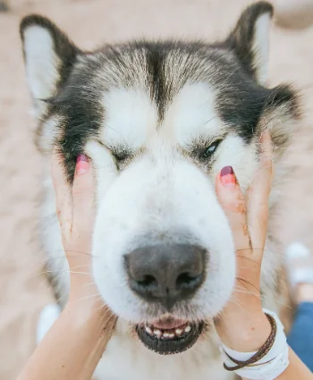 Siberian Husky, il principe della neve
